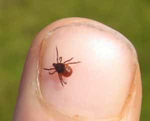 Organic Flee and Tick Control Programs Gaithersburg Maryland