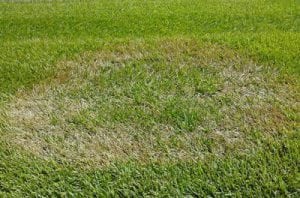 Organic Lawn Care for Dying Grass- Maryland