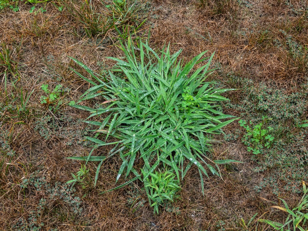 crabgrass weed