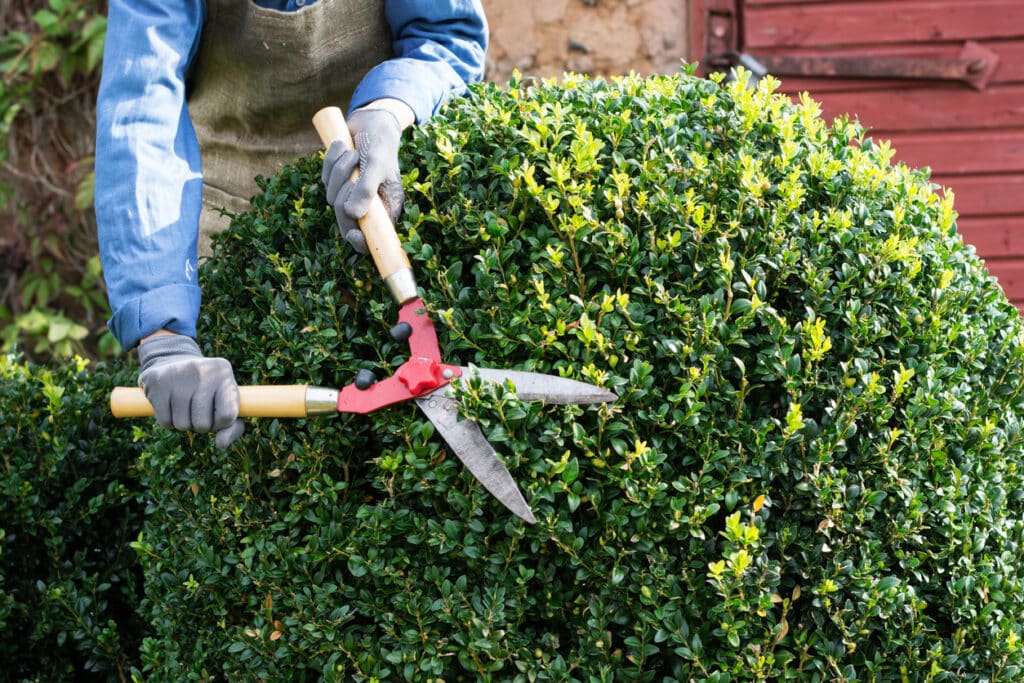 ornamental tree and shrub care in montgomery county maryland