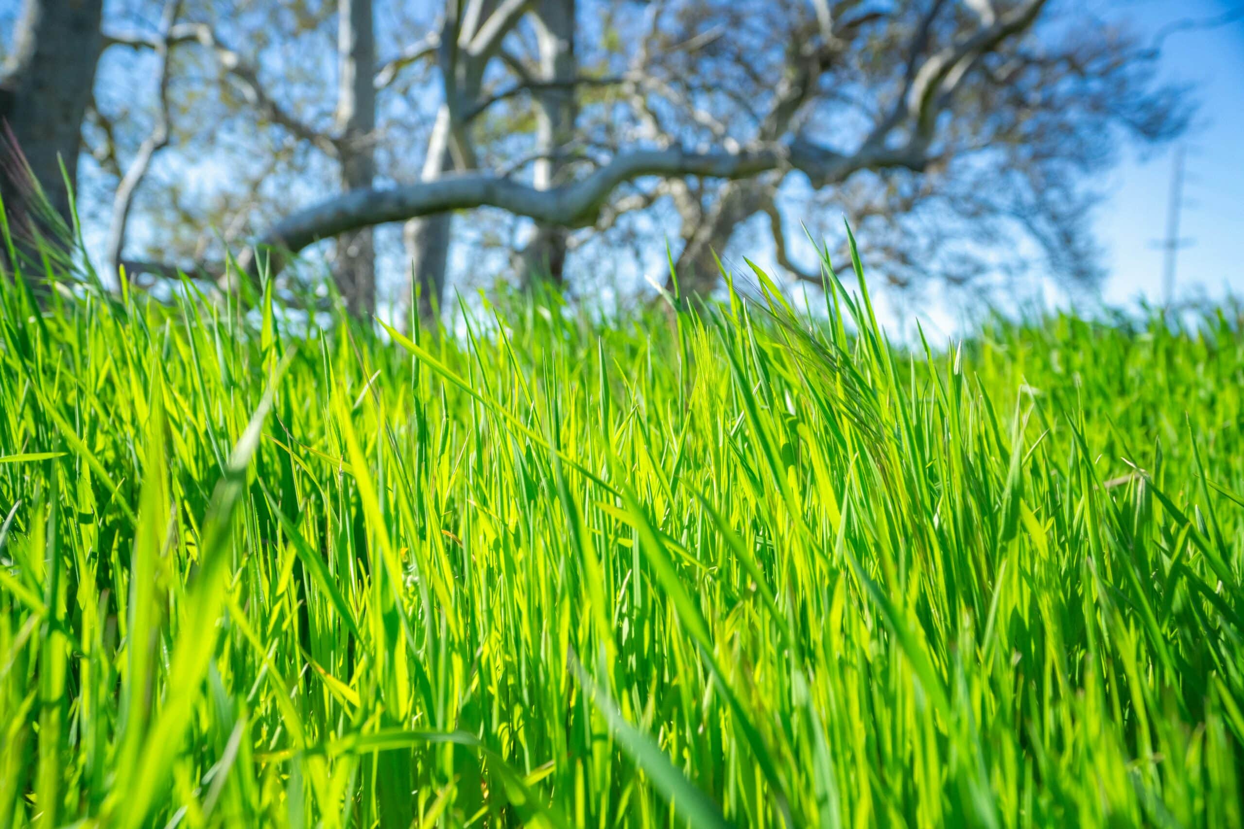 Eco-Friendly Lawn Care: Sustainable Practices for a Greener Lawn