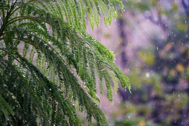 The Impact of Climate on Lawn Care: Adapting to Weather Changes