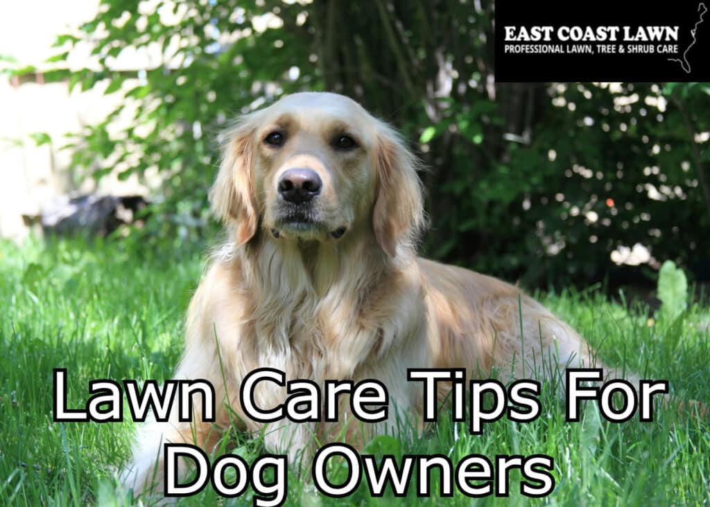 lawn care tips for dog owners
