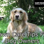 lawn care tips for dog owners